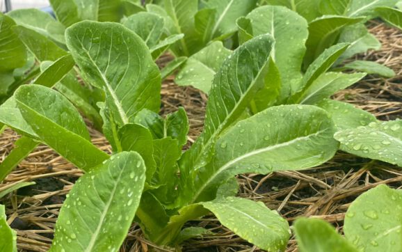 Smart Farming by GCชวนทานผักสดๆฝีมือการเพาะปลูกจากน้องๆสถานคุ้มครองสวัสดิการเด็กระยอง