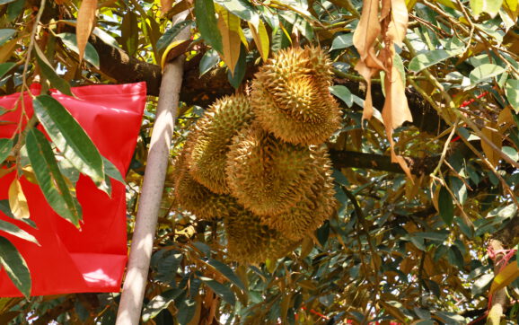 สวนสุภัทราแลนด์ระยอง สวนท่องเที่ยวและแหล่งเรียนรู้ เปิดฤดูกาลผลไม้ ชวนกินบุฟเฟต์ทุเรียนและผลไม้นานาชนิด