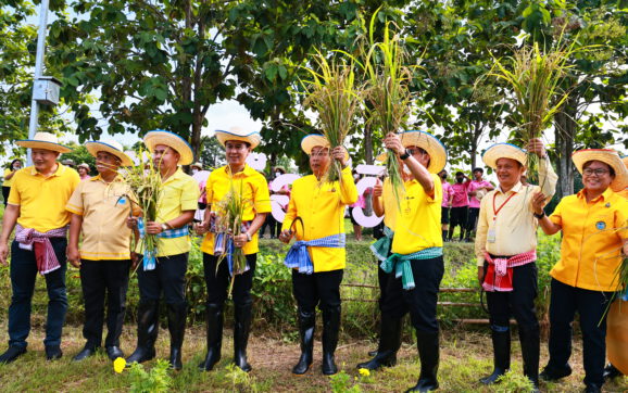 อบจ.ระยอง จัดกิจกรรมลงแขกเกี่ยวข้าวในแปลงนาสาธิต รำลึกครั้งหนึ่งพระราชาเคยเสด็จมาที่อ่างเก็บน้ำดอกกราย