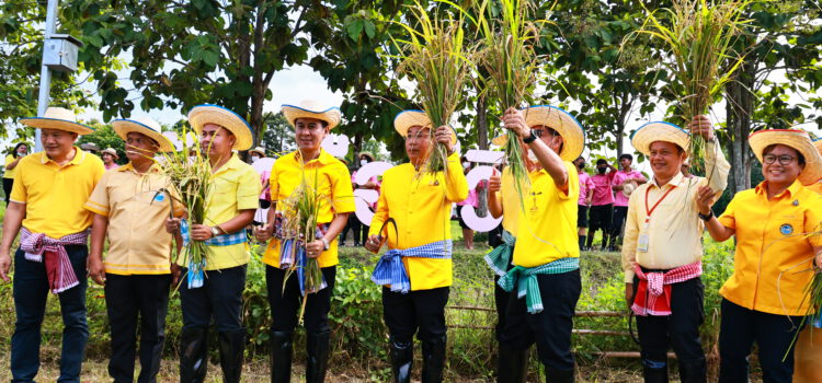 อบจ.ระยอง จัดกิจกรรมลงแขกเกี่ยวข้าวในแปลงนาสาธิต รำลึกครั้งหนึ่งพระราชาเคยเสด็จมาที่อ่างเก็บน้ำดอกกราย