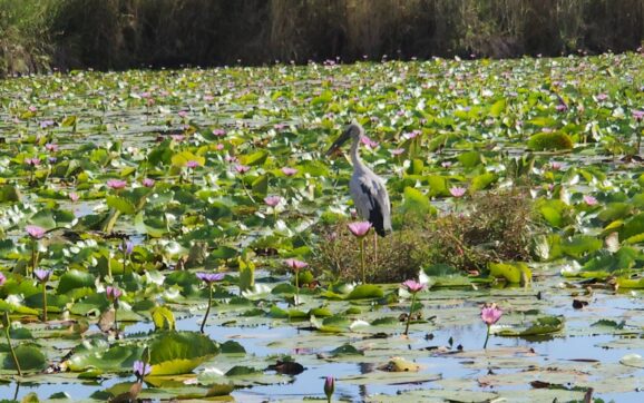 ชุมชนบ้านอ่าวเจริญพลงไสว จ.ระยอง เตรียมเปิดพื้นที่ชุ่มน้ำบึงขนาดใหญ่ที่อุดมสมบูรณ์ทางธรรมชาติ เป็นแหล่งท่องเที่ยวแห่งใหม่
