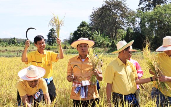 พ่อเมืองระยอง นำข้าราชการ ประชาชนและนักเรียนลงแขกเกี่ยวข้าวในแปลงนาสาธิต