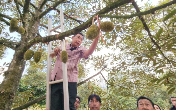 พ่อเมืองระยอง นำเกษตรกรชาวสวนตัดแต่งผลทุเรียน เพื่อให้ได้ผลผลิตที่มีคุณภาพ