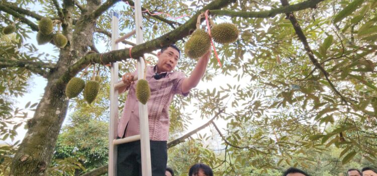 พ่อเมืองระยอง นำเกษตรกรชาวสวนตัดแต่งผลทุเรียน เพื่อให้ได้ผลผลิตที่มีคุณภาพ