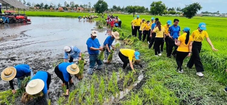 เทคนิคระยอง นำครูและนศ.ร่วมลงแขกดำนา ปลูกวันแม่ เกี่ยววันพ่อ เฉลิมพระเกียรติสมเด็จพระนางเจ้าสิริกิติ์ พระบรมราชินีนาถ พระบรมราชชนนีพันปีหลวง