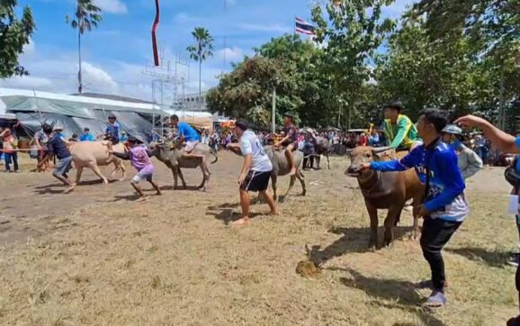 ทต.บ้านปลวกแดง-อบต.ปลวกแดง จ.ระยอง จัดงานประเพณีวิ่งควายเนื่องในวันออกพรรษาคึกคัก